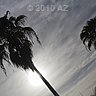 strong sun beats clouds behind a palmtree